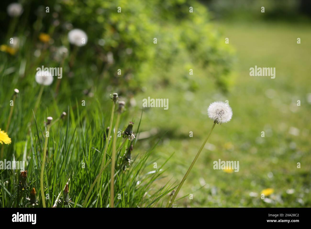 Ein Feld mit hohem Gras, mit Löwenzahn, die im Wind schweben Stockfoto