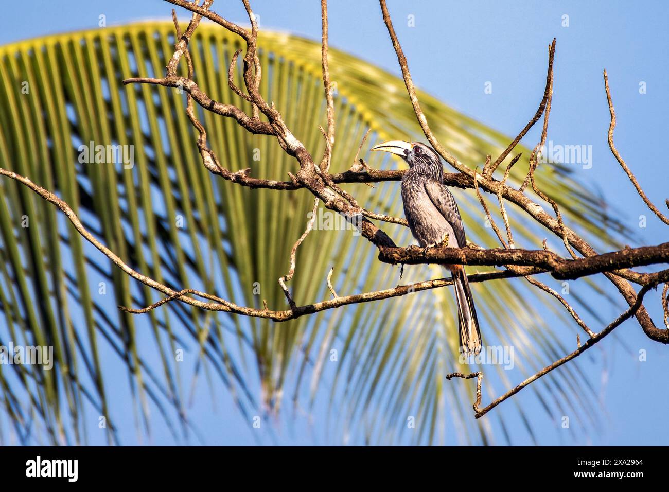 Die Vögel Indiens: Malabar Grey Hornbill in Kerala, Indien Stockfoto