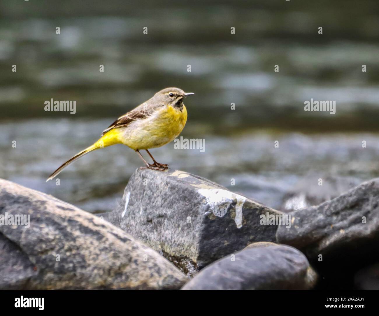 Ein grauer Bachstelz, der auf einem Felsen bei einem Bach thront Stockfoto