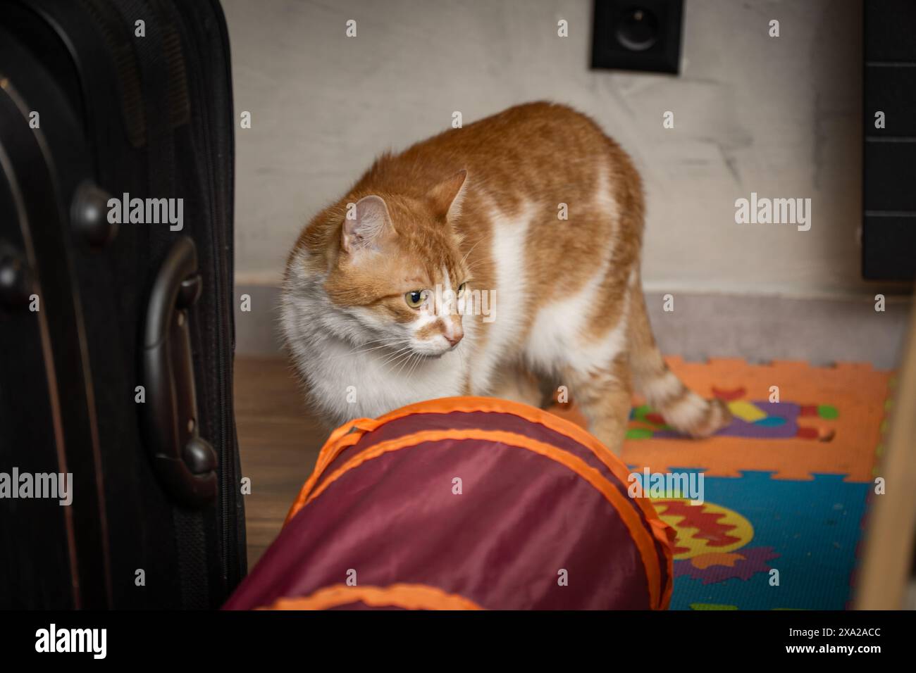 Orange Und White Cat Erkunden Den Spieltunnel Zu Hause Stockfoto