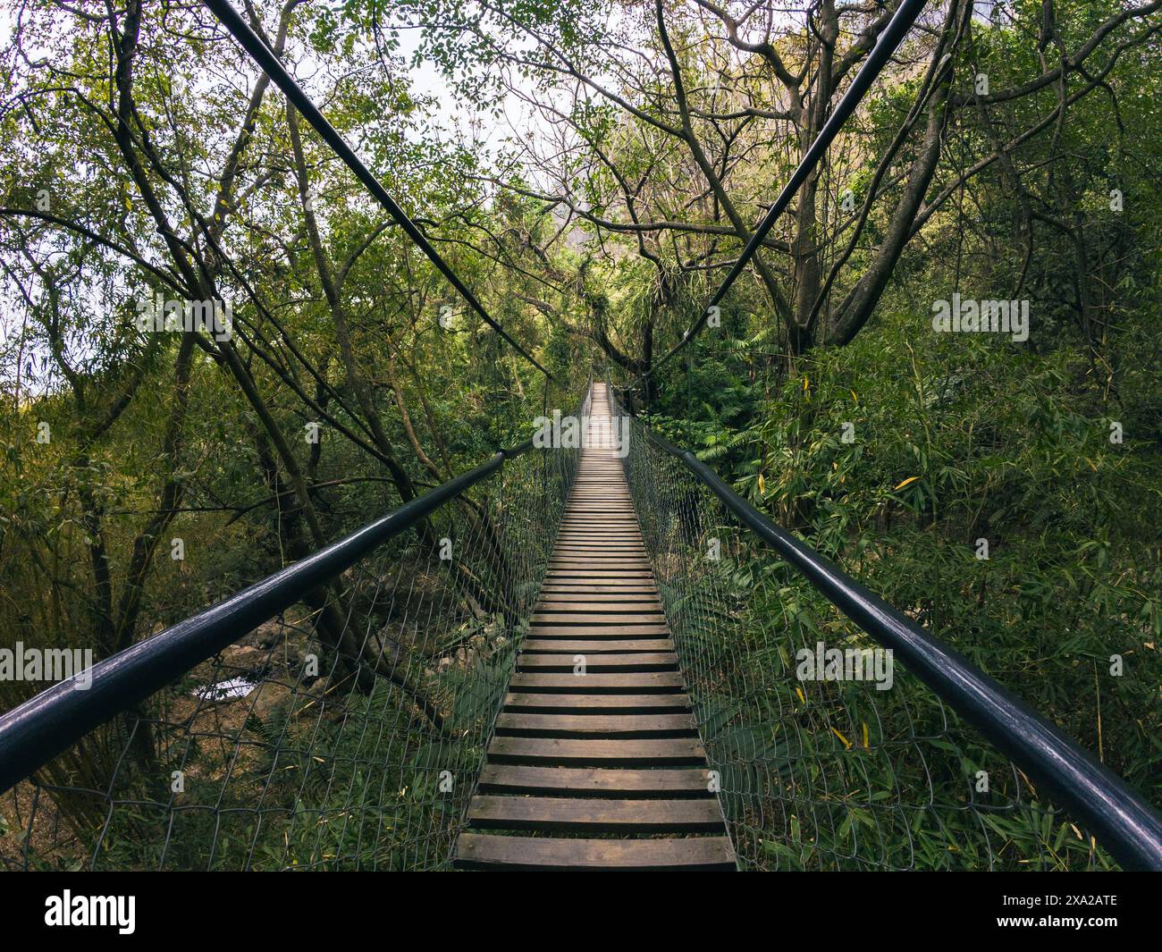 Eine Hängebrücke führt in den Wald Stockfoto