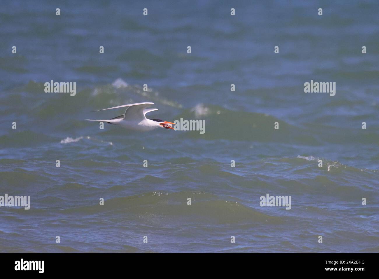 Ein Seevögel, der tief über Wasser fliegt und einen Fisch im Schnabel hält Stockfoto