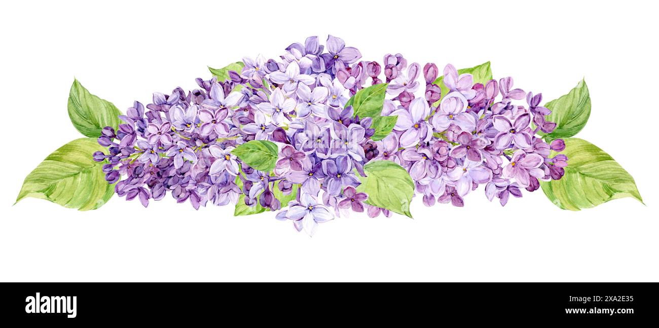 Aquarellabbildung von Flieder. Zusammensetzung der purpurnen syringa mit Blättern, Blüten und Knospen. Duftende Frühlingsblume auf transparentem Hintergrund für Stockfoto