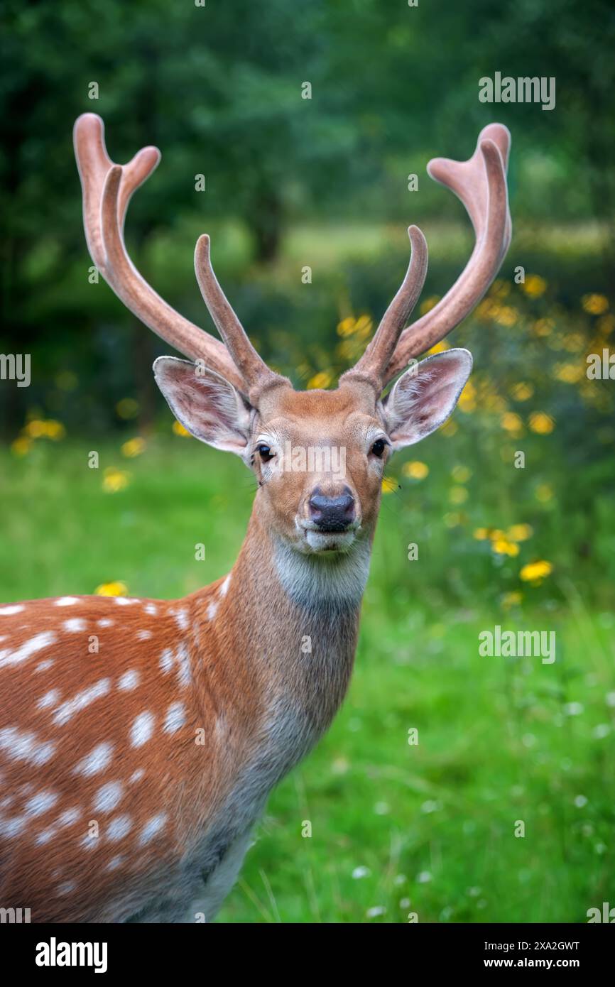 Nahporträt eines Hirsches mit großem Geweih auf dem Kopf, das seine Besonderheiten im Detail zeigt. Der Hirsch sieht wachsam aus und ist sich seiner Umgebung bewusst Stockfoto