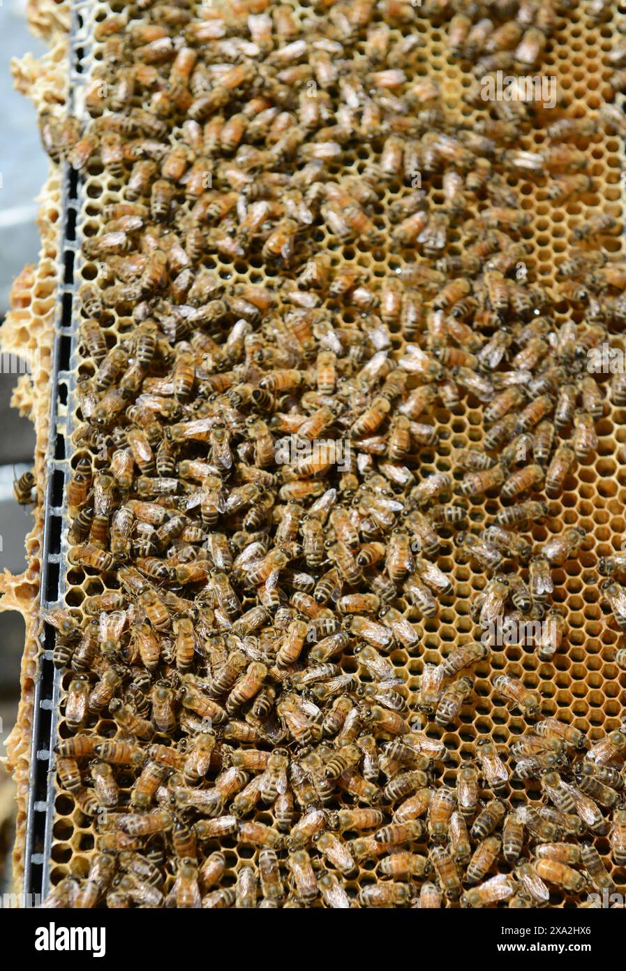 Eine Nahaufnahme von Bienen auf einer Wabe. Stockfoto