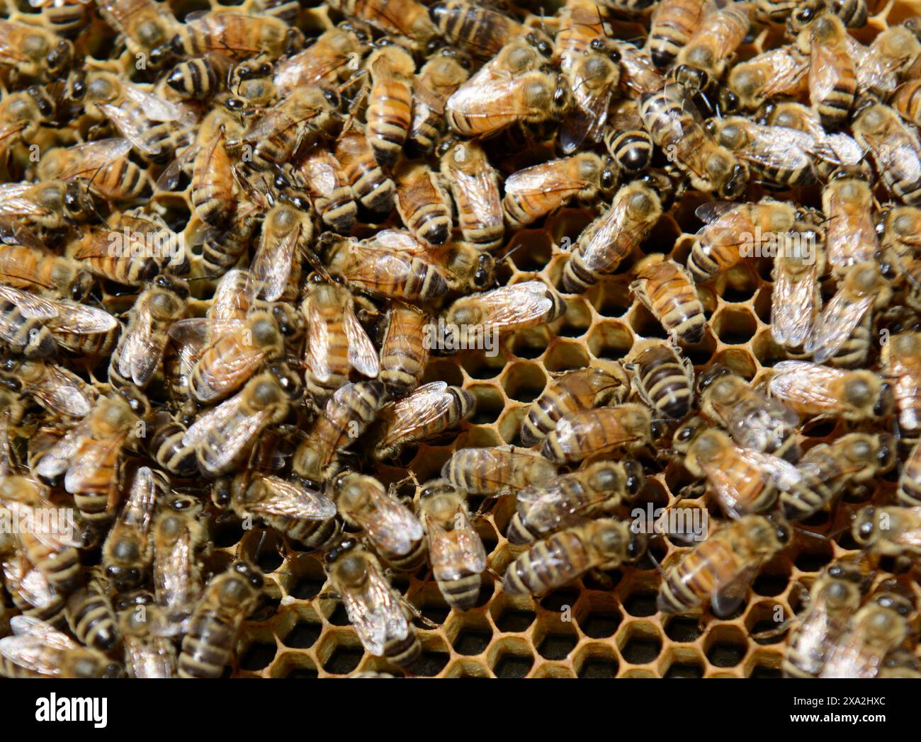 Eine Nahaufnahme von Bienen auf einer Wabe. Stockfoto