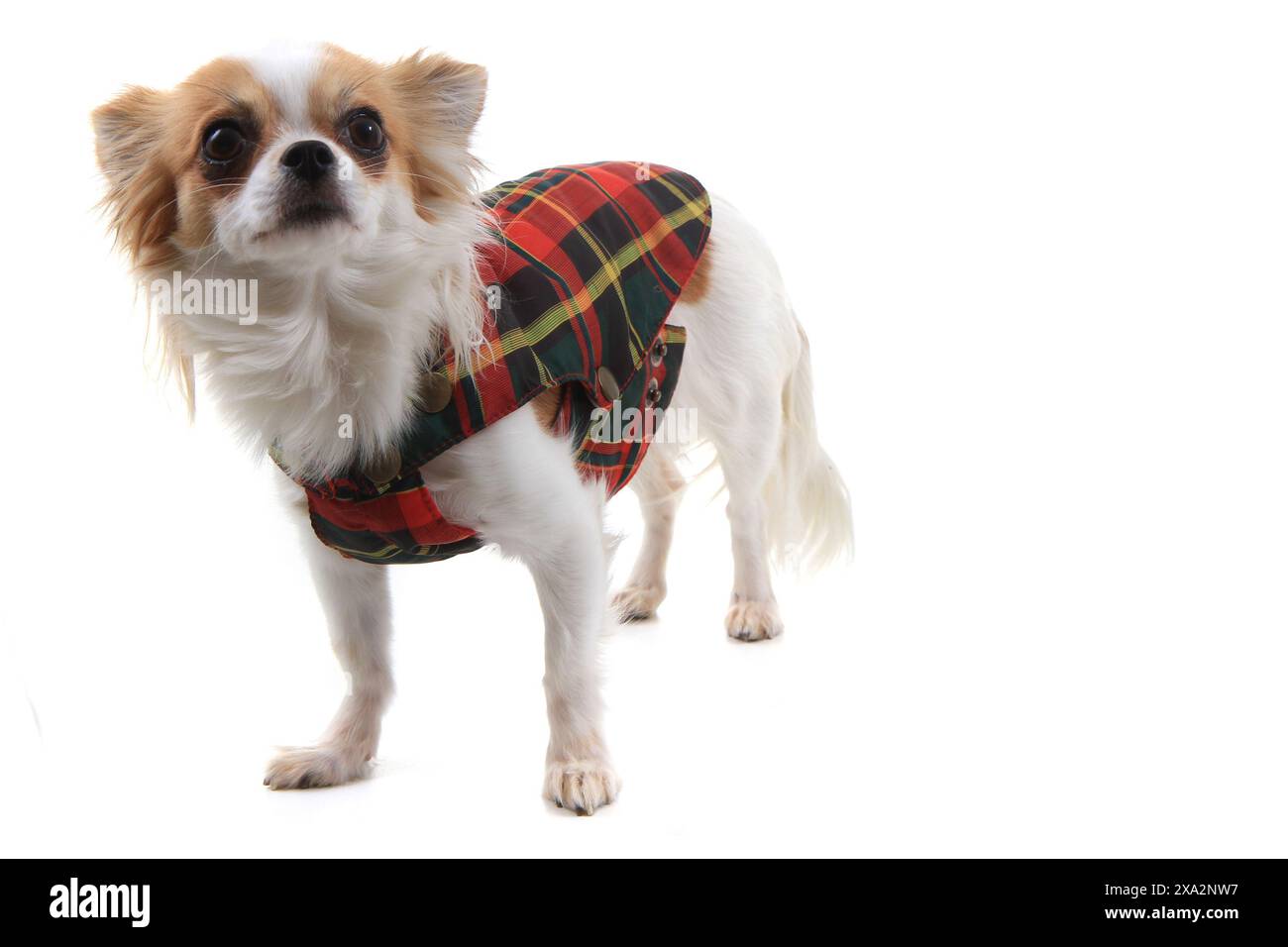 Langhaar chihuahua Violka in neuem Outfit Stockfoto