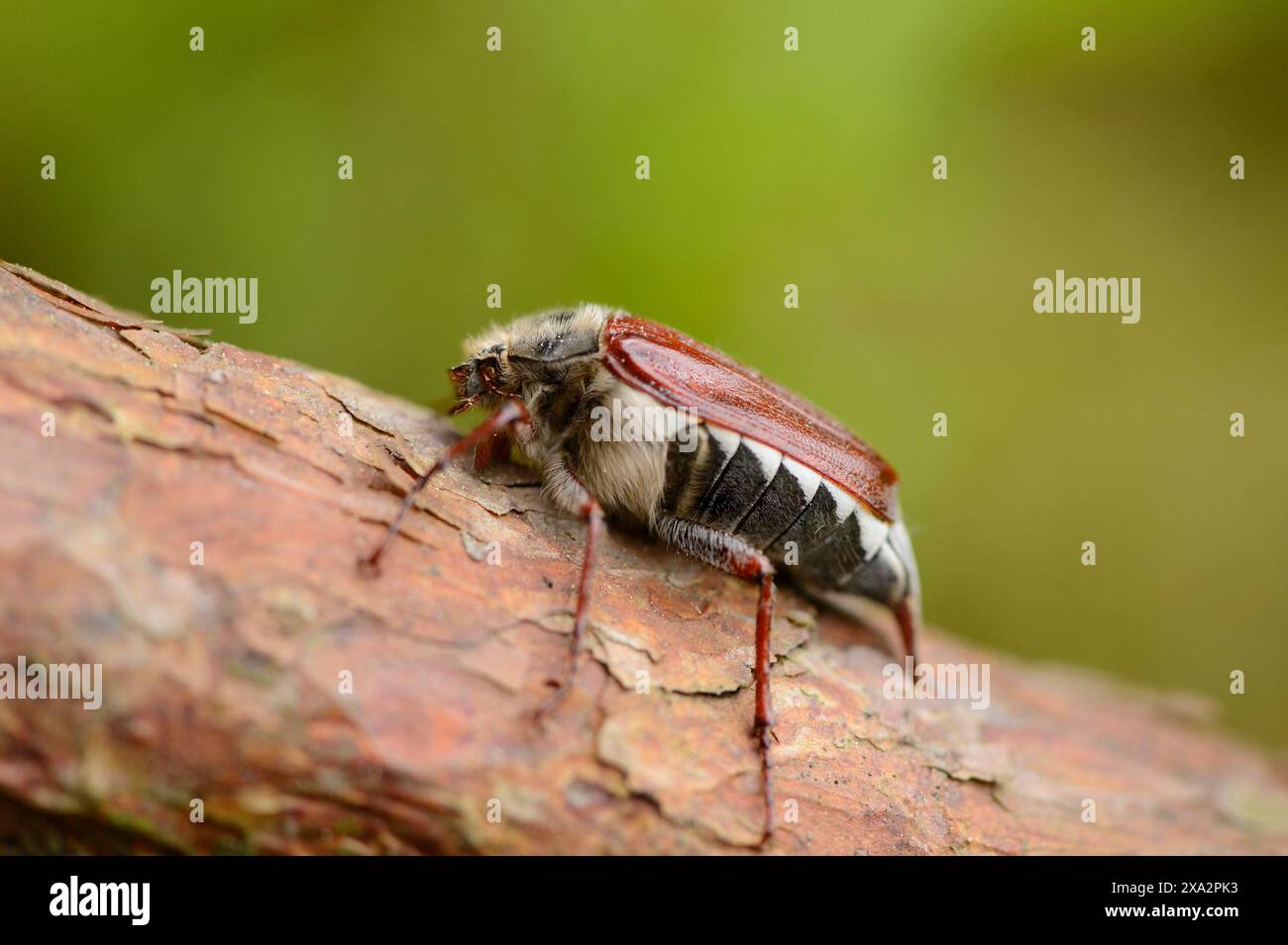 Nahaufnahme eines gewöhnlichen Hahnenscheuers (Melolontha melolontha) in einem Wald im Frühjahr Stockfoto