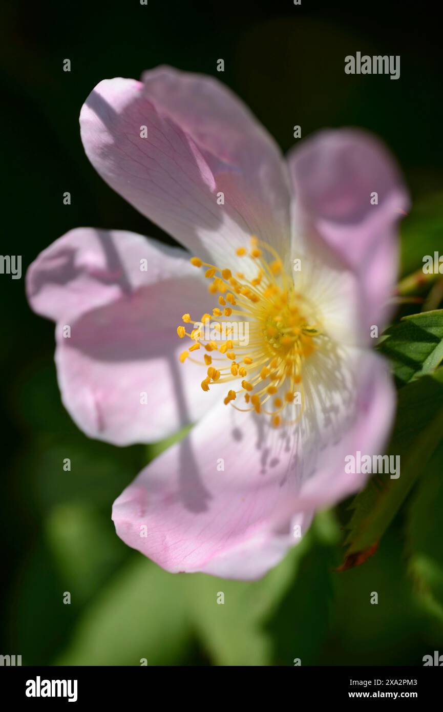 Nahaufnahme einer Hunderose (Rosa canina) im Frühjahr Stockfoto