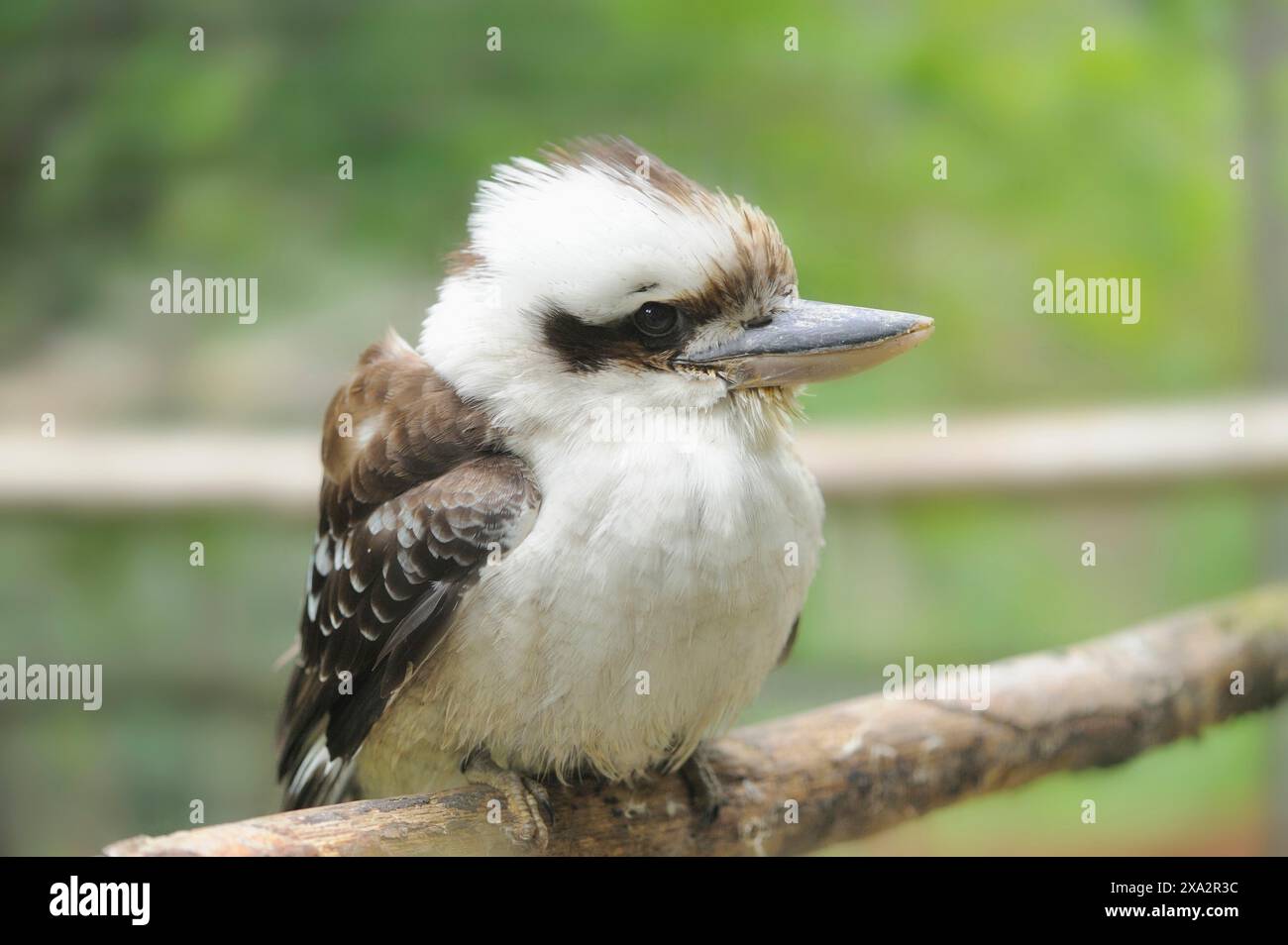 Nahaufnahme eines lachenden Kookaburra (Dacelo novaeguineae) Stockfoto