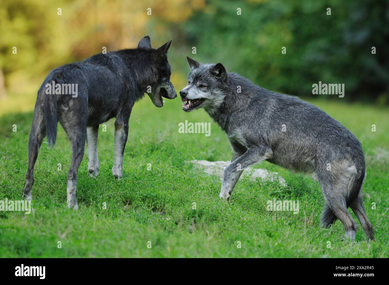 Zwei algonquin-Wölfe (Canis Lupus lycaon) kämpfen auf einer Wiese, gefangen in Deutschland Stockfoto