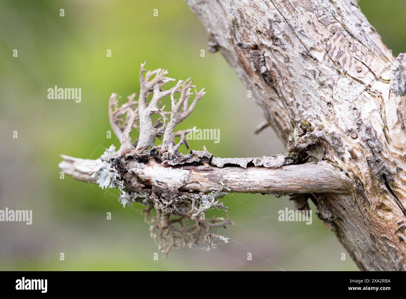 Baummoos (Pseudevernia furfuracea), er Stockfoto