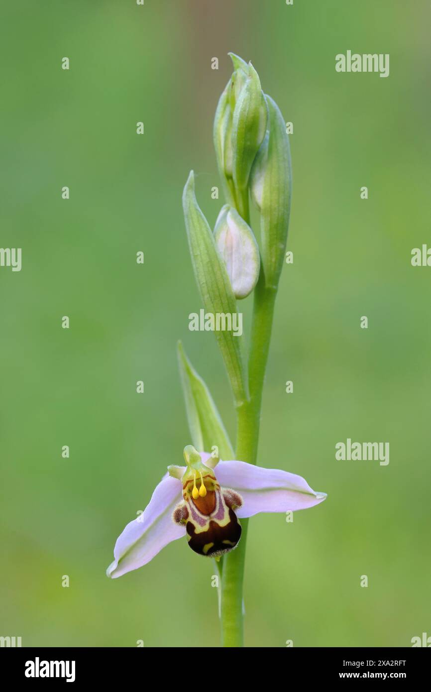 Bienenorchidee (Ophrys apivera), Nahaufnahme der Blumenranke, Makro, Naturfotografie, Naturpark Mackenberg, Nordrhein-Westfalen, Deutschland Stockfoto