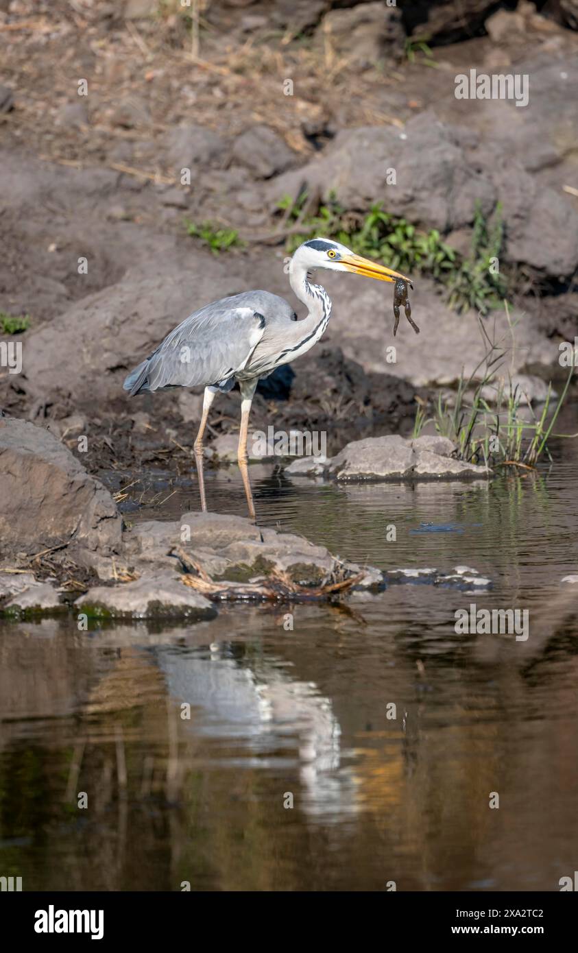 Graureiher (Ardea cinerea) mit Frosch im Schnabel, der einen gefangenen Frosch isst, der sich im Wasser spiegelt, Kruger-Nationalpark, Südafrika Stockfoto