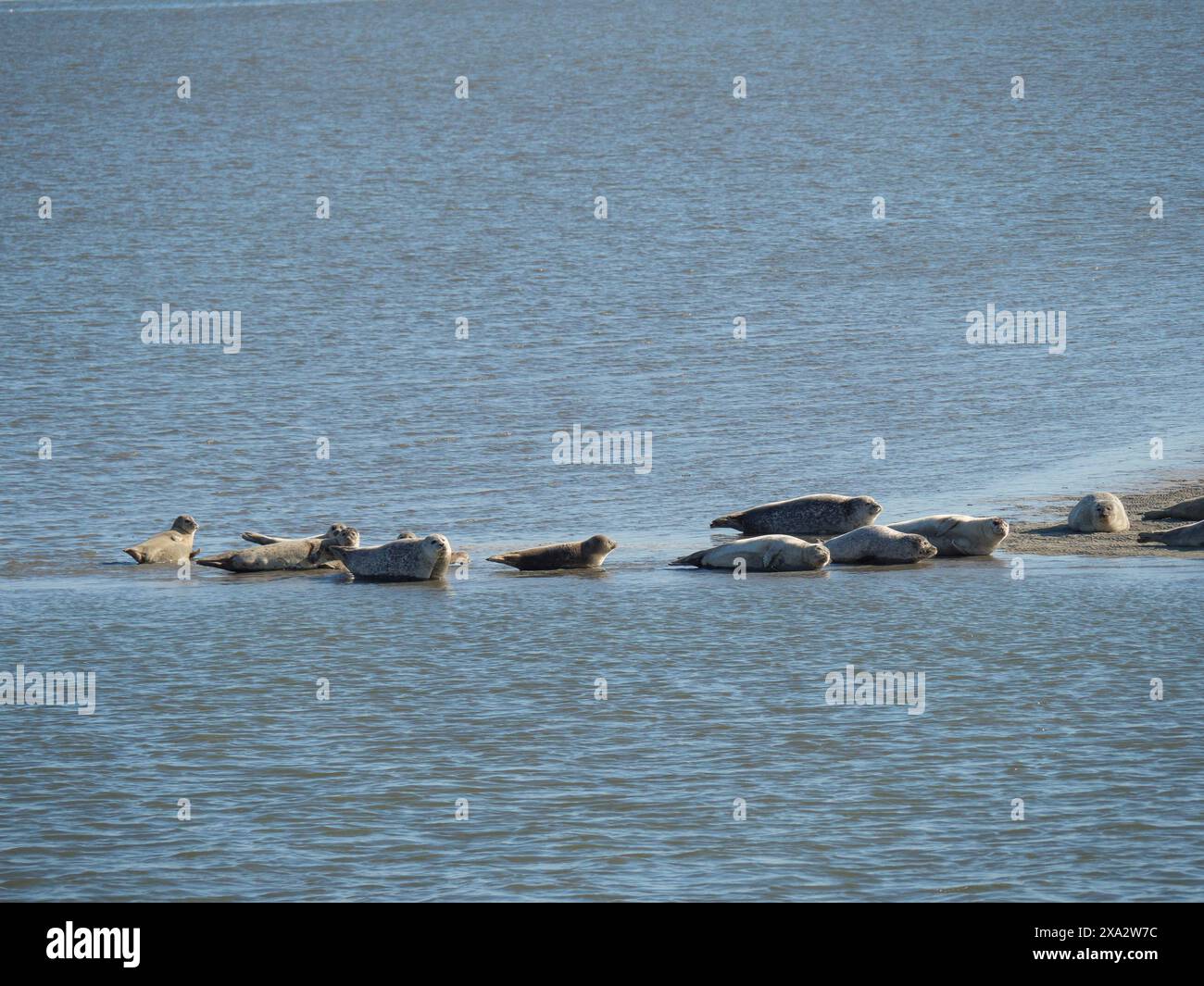 Seehunde genießen die Ruhe am Sandstrand am Wasser, Baltrum Deutschland Stockfoto