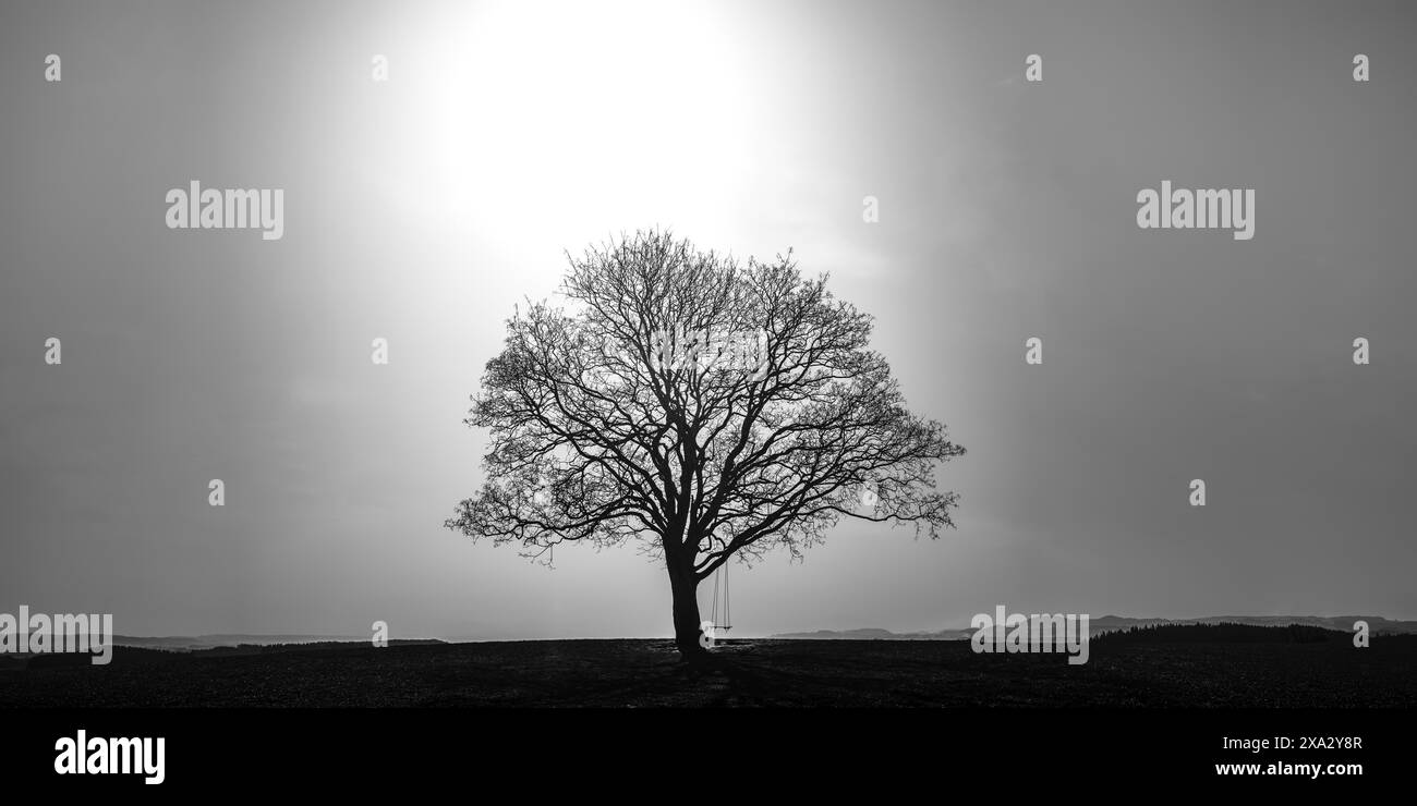 Ahornbaum (Acer pseudoplataus) bei Kornhofen, Allgäuer Alpenvorland, Allgäuer, Bayern, Deutschland Stockfoto