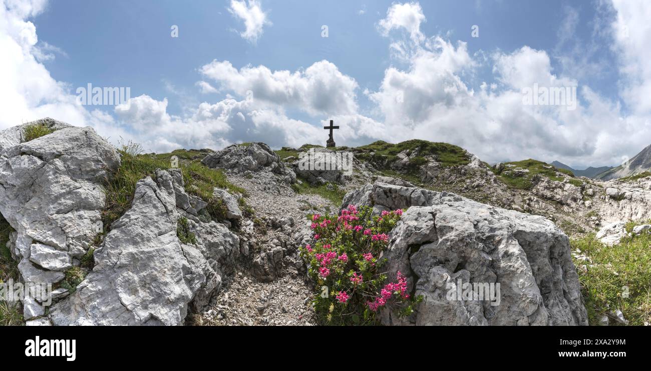 Alpenrosenblüte, Rhododendron, Koblat-Hoehenweg am Nebelhorn, Allgäuer Alpen, Allgäuer, Bayern, Deutschland Stockfoto