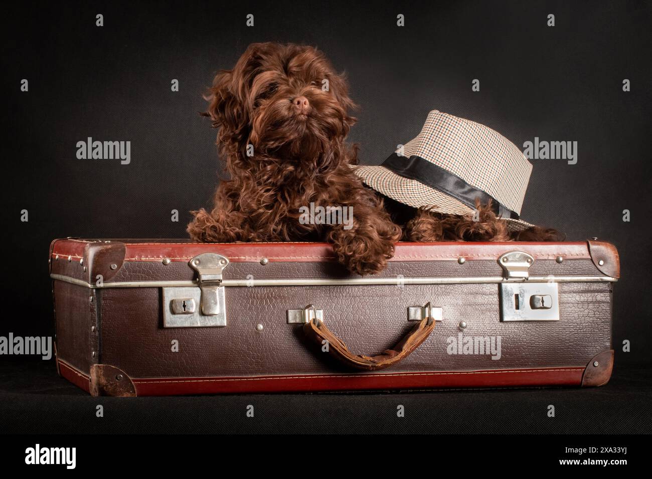 Kleiner dekorativer Hund mit langen lockigen Haaren, der auf einem Retro-Koffer liegt und sich auf eine Reise vorbereitet Stockfoto