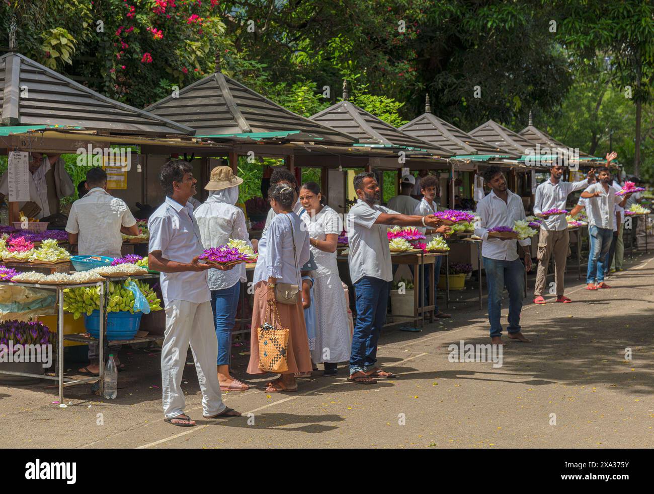 Die Lotusblume steht vor dem buddhistischen Tempel der Heiligen Reliquienzzähne in Kandy, Sri Lanka. Stockfoto
