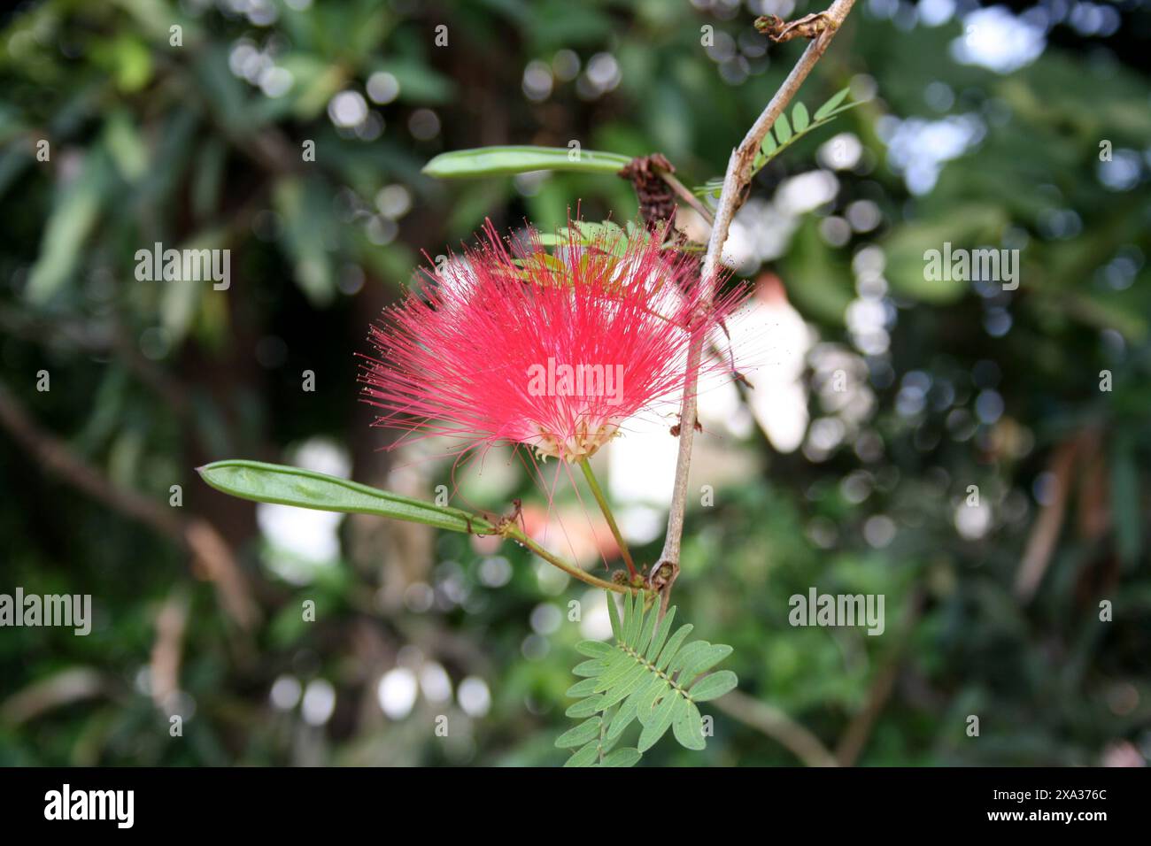 Rote Puderblüte (Calliandra haematocephala) in Blüte : (Bild Sanjiv Shukla) Stockfoto