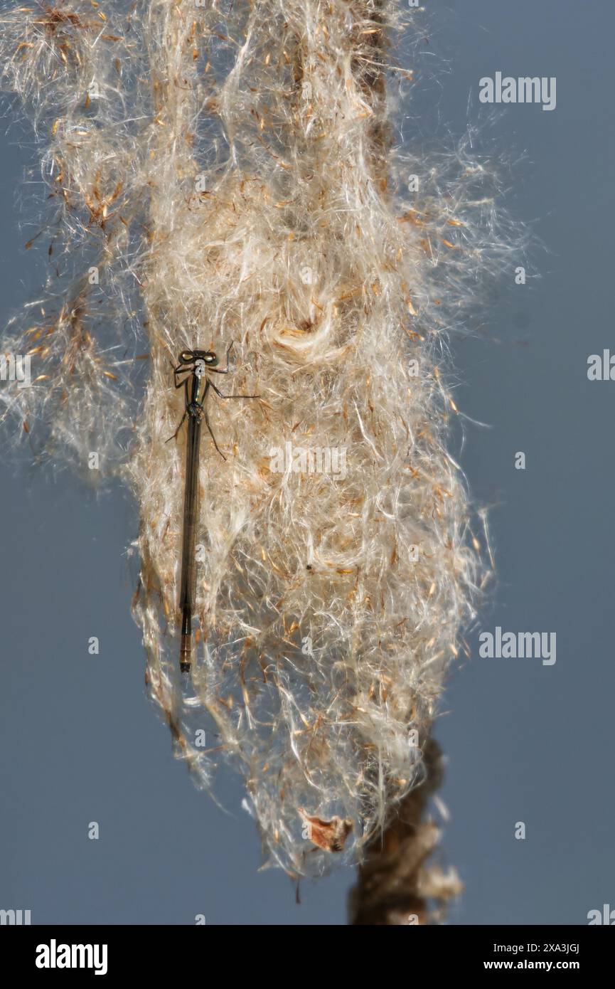 Damselfliege klammert sich an der Spitze eines Schilfes, das sich in der Phase des Aussaatens befindet Stockfoto