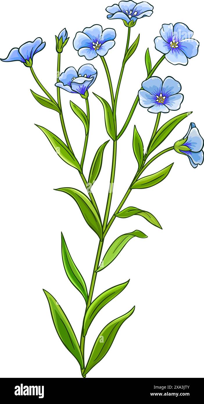 Farbige Detaillierte Abbildung Der Flachspflanze Stock Vektor