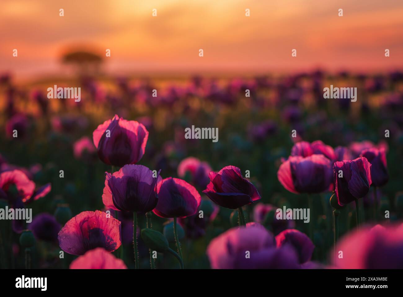 Wunderschöne Landschaft, blühendes Papaver Somniferum oder Opium Mohnfeld bei Sonnenuntergang, selektiver Fokus Stockfoto