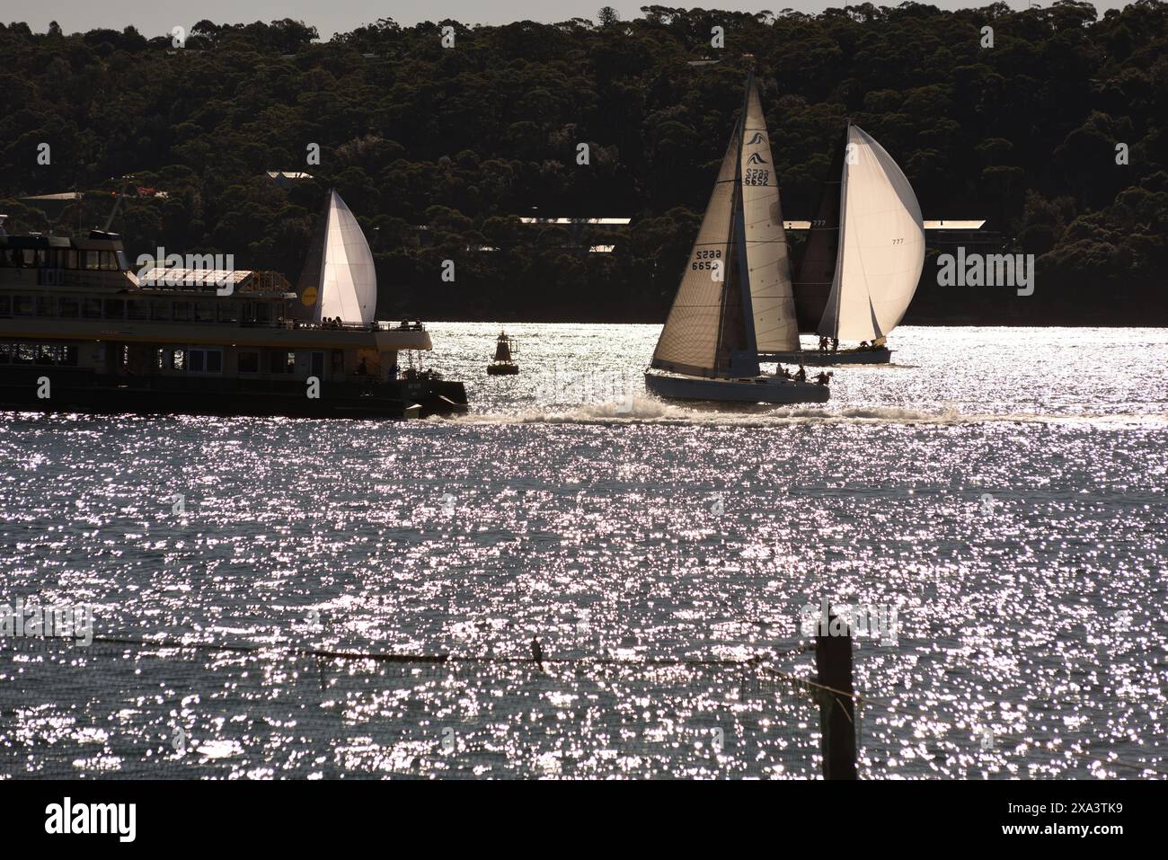 Eine Fähre und Yachten aus Sydney fahren im Hafen von Sydney über glitzerndes Wasser und das Strandnetz im Nielsen Park in Vaucluse an einem sonnigen Nachmittag Stockfoto