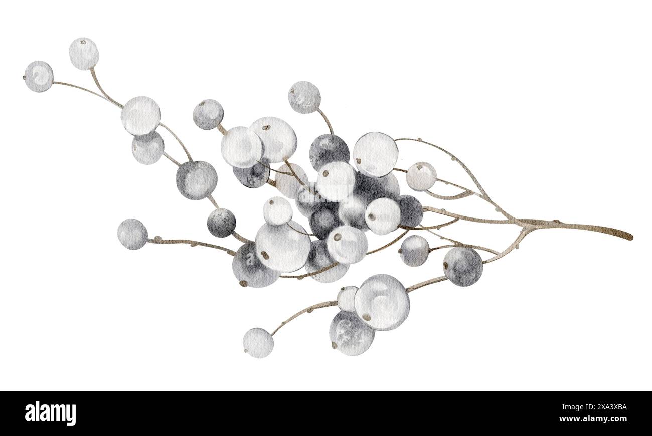 Aquarell Mistel handgezeichnete Illustration. Stockfoto