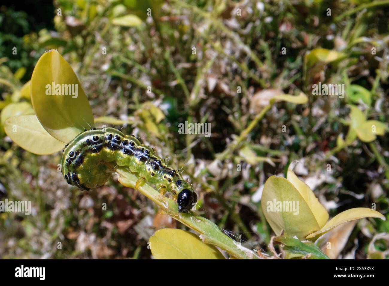 Raupe von Buchsbaummotten (Cydalima perspectalis), einer invasiven Art in Europa und eines der größten Schädlinge, die sich von Buchsblättern (Buxus sempervirens) ernährt, Großbritannien. Stockfoto