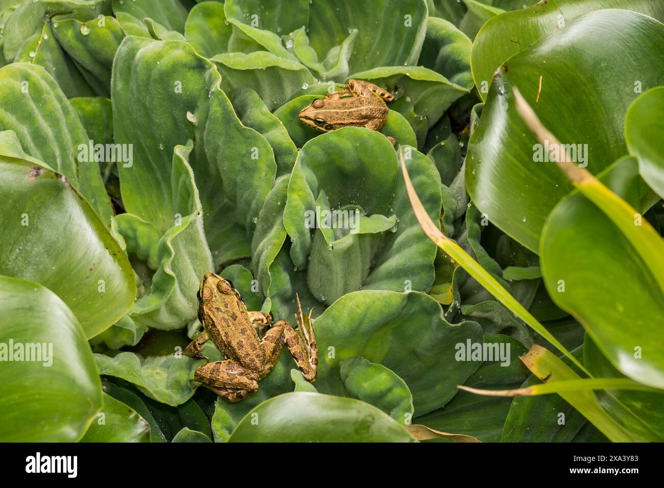 Iberischer grüner Frosch - Pelophylax perezi Stockfoto
