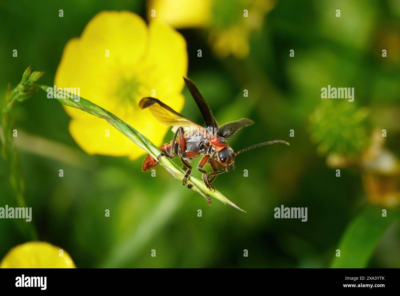 Rustic Sailer Käfer (Cantharis rustica) - Soldatenkäfer, der von einem Gras abhebt Stockfoto