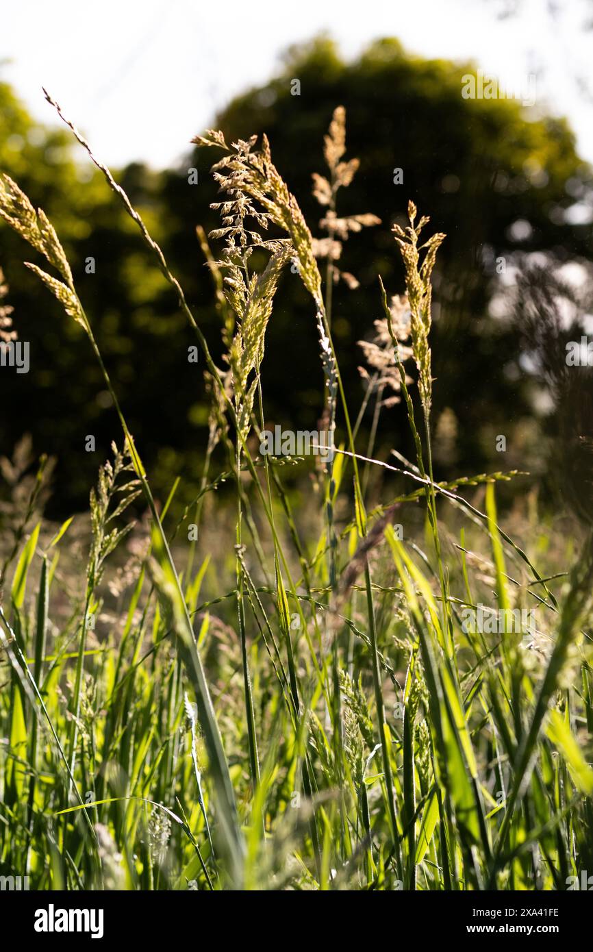 Golden Hours Gras Stockfoto