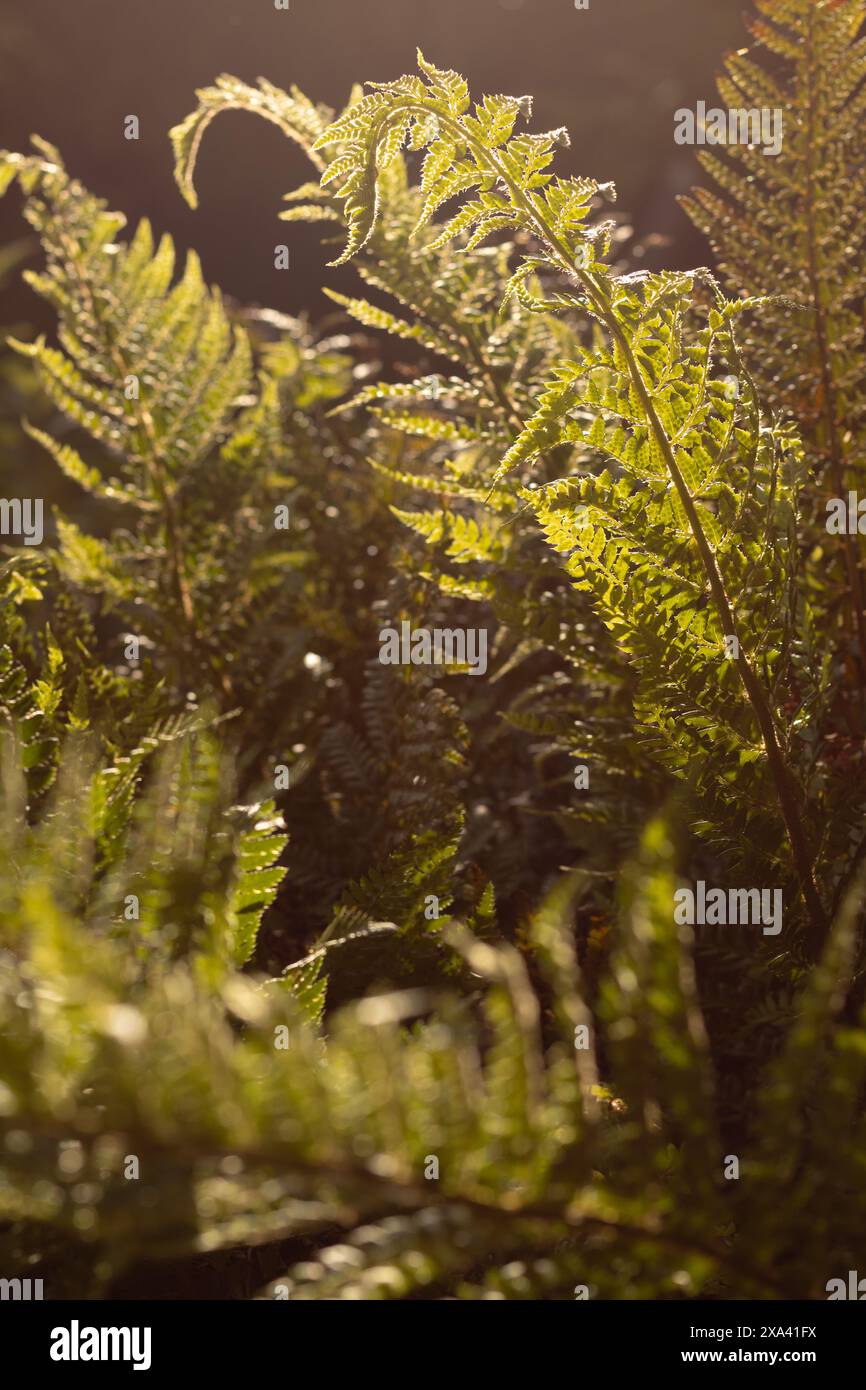 Fern Golden Hours Stockfoto