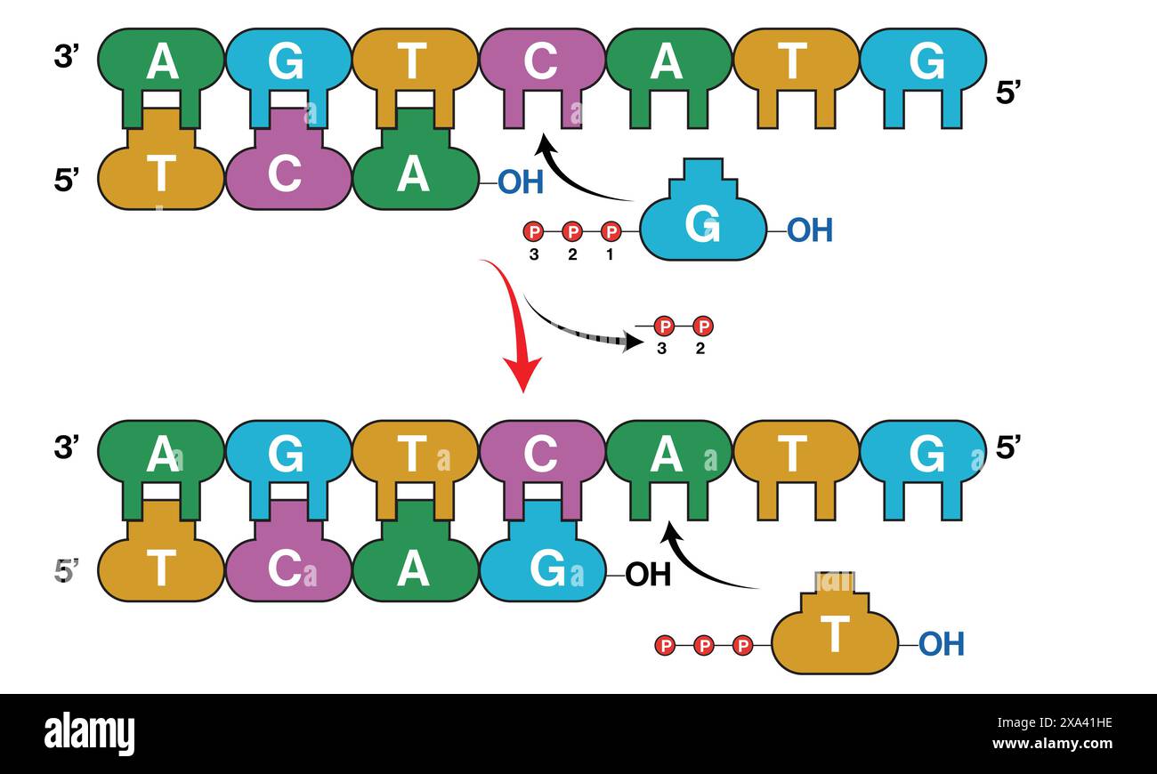 Detaillierte Vektor-Illustration des DNA-Replikationsprozesses für Genetik, Molekularbiologie und Biochemie-Ausbildung auf weißem Hintergrund. Stock Vektor