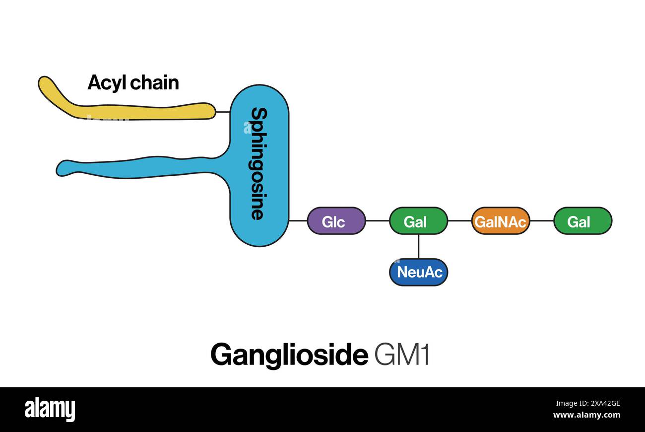 Detaillierte Vektorillustration von Gangliosid GM1 chemische Struktur für Biochemie, Neurowissenschaft und Molekularbiologie Ausbildung auf weißem Hintergrund. Stock Vektor