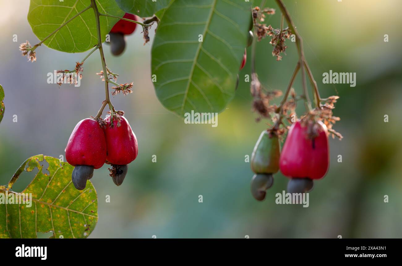 Cashew-Früchte hängen an Anacardium Occidentale-Bäumen. Gesunde Lebensmittel aus Bio-Bauernhöfen. Tropische Landwirtschaft und nachhaltige Landwirtschaft. Cashew Stockfoto