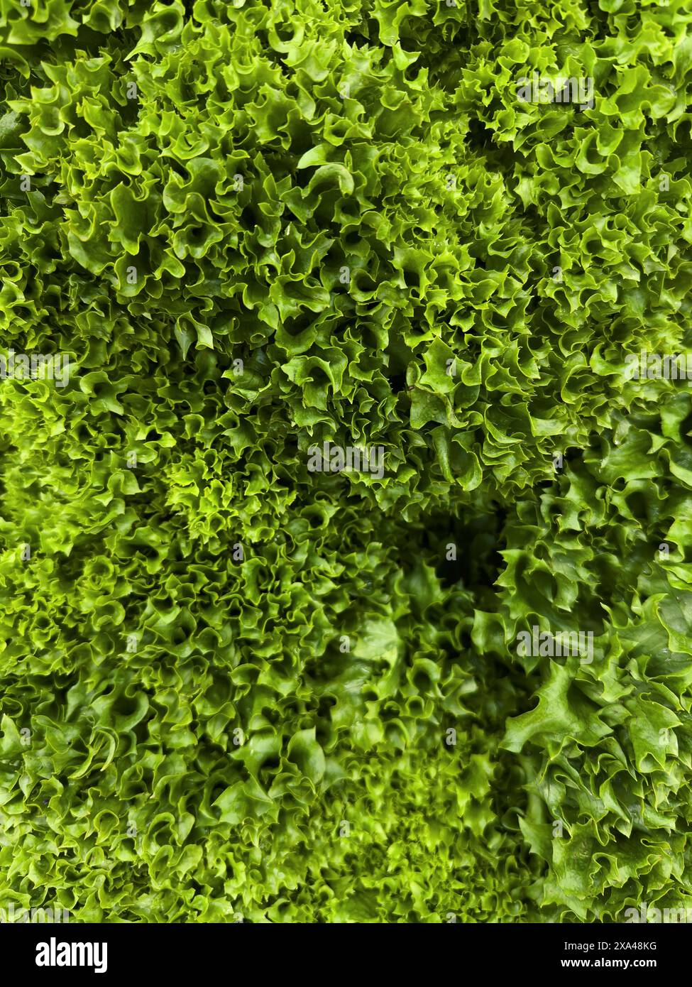 Vollbildansicht von oben leuchtender grüner Lollo-Rosso-Salat Stockfoto