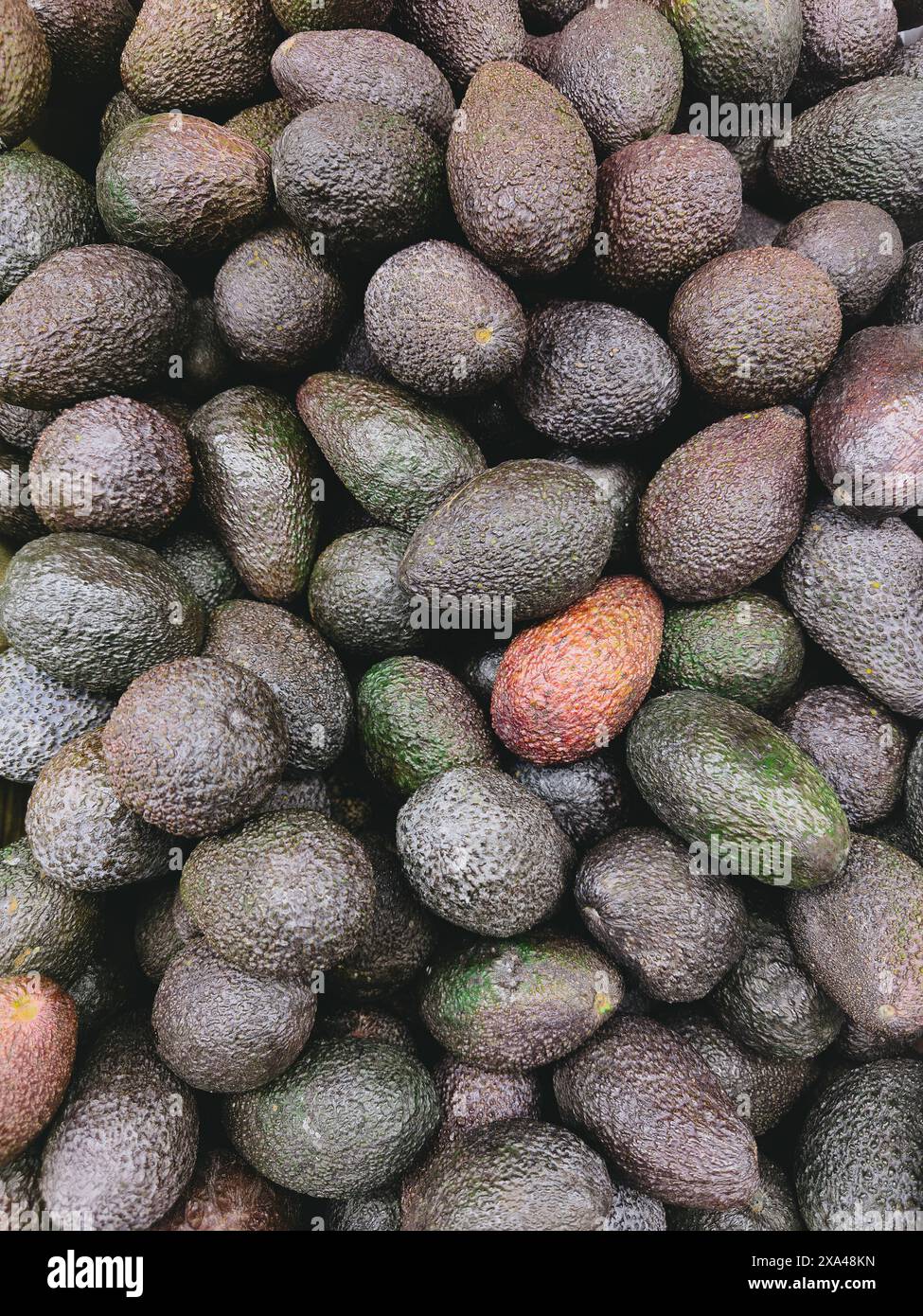 Vollbildansicht von oben frisch geerntete Avocados Stockfoto