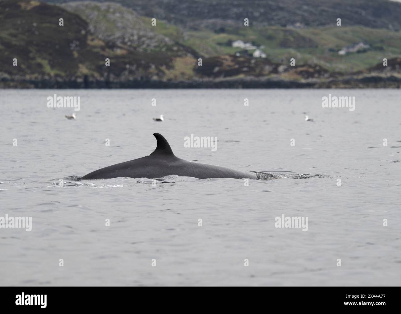 Walminke (Balaenoptera acutorostrata), ernährt sich südlich von Stornoway, Isle of Lewis, Western Isles Stockfoto