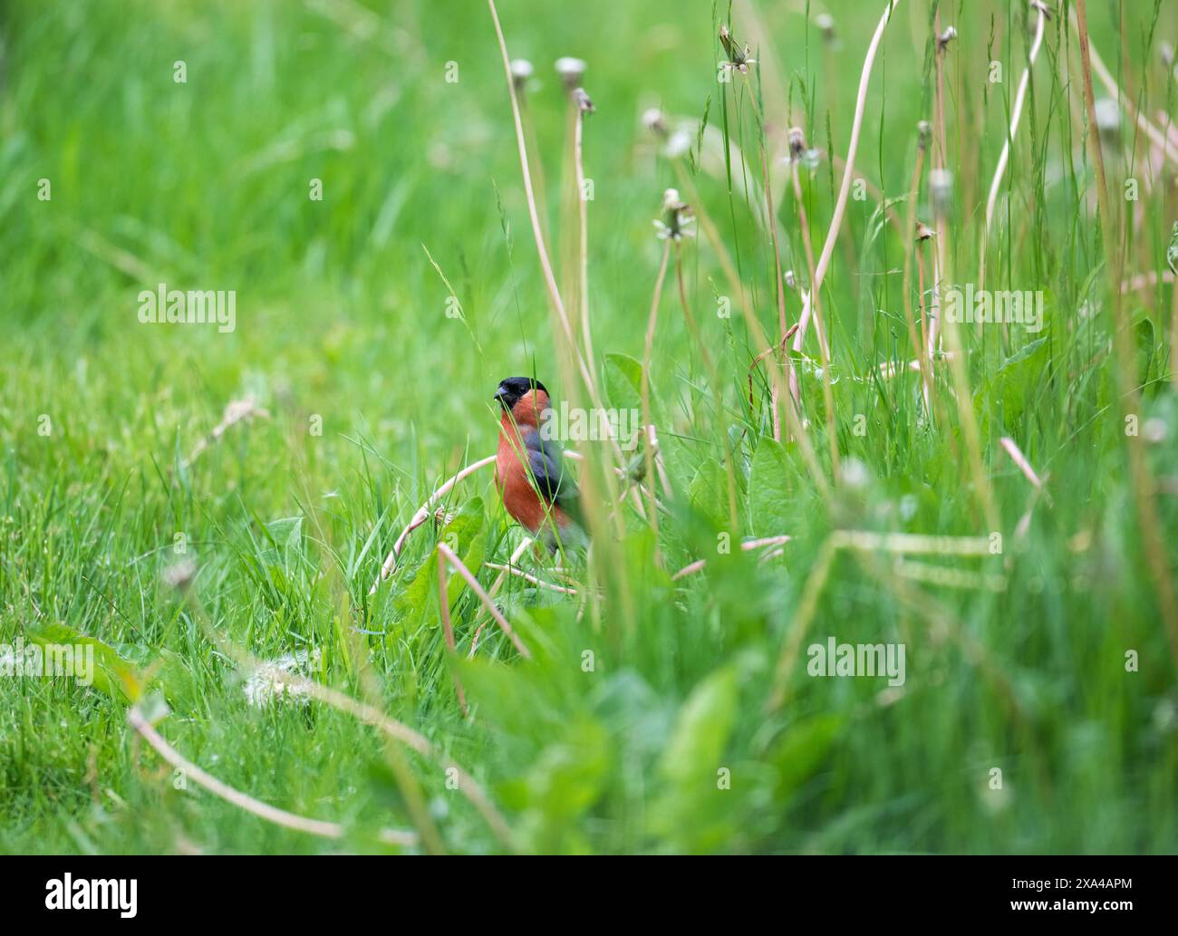 Männlicher Bullfinch (Pyrrhula pyrrhula) unter Löwenzahn auf einem unbewegten Rasen. Stockfoto