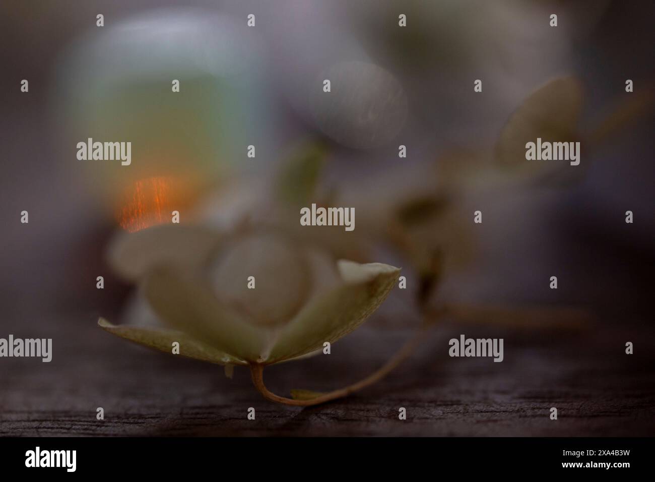 Nahaufnahme einer zarten weißen Blume mit weichem Fokus auf einem unscharfen Hintergrund. Stockfoto