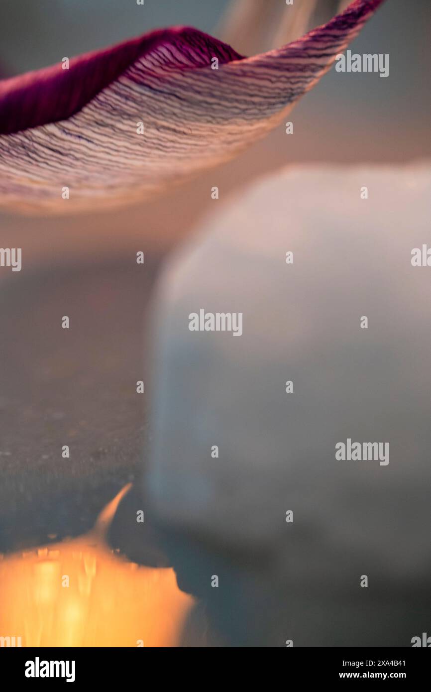 Ein Nahbild eines Tulpenblütenblattes mit einem warmen Bokeh-Effekt im Hintergrund, der die feine Textur und den Farbverlauf des Blütenblatts hervorhebt. Stockfoto