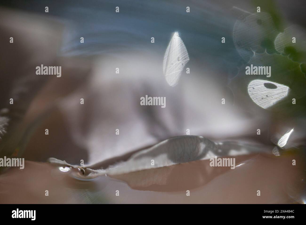 Das Bild zeigt eine sanfte Szene von Wassertropfen auf einer durchsichtigen, empfindlichen Oberfläche, mit sanfter Beleuchtung und verschwommenem Hintergrund, die die traumhafte Atmosphäre verstärken. Stockfoto