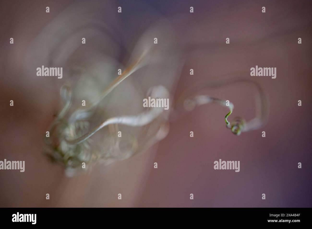 Dies ist ein abstraktes Bild von zartem, wirbelndem Rauch vor einem weichen, verschwommenen Hintergrund. Stockfoto