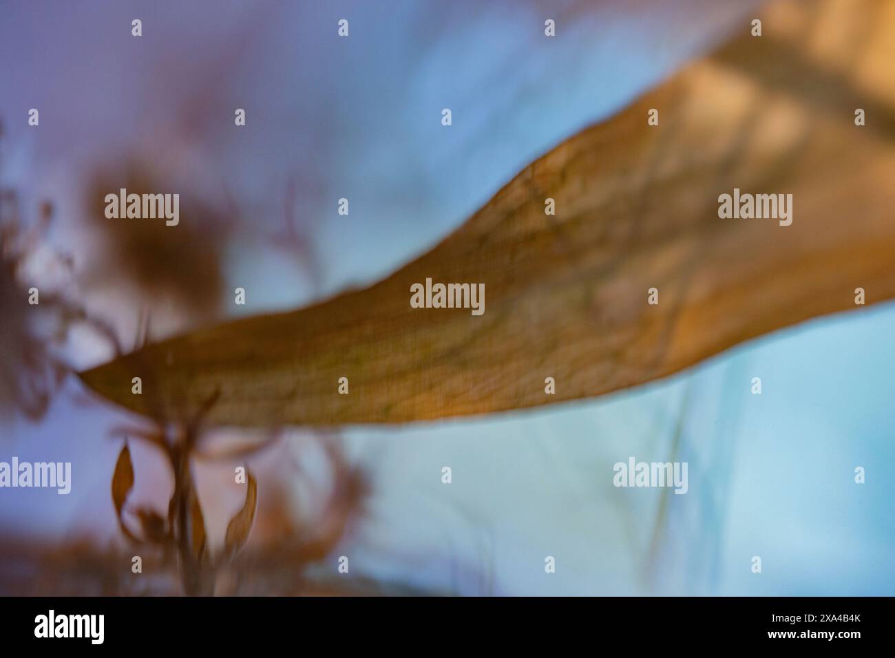 Ein Nahaufnahme-Bild, das die zarte Textur eines durchscheinenden, getrockneten Blattes mit geringer Schärfentiefe zeigt und komplizierte Muster und warme Farbtöne vor einem weichen, verschwommenen Hintergrund offenbart. Stockfoto