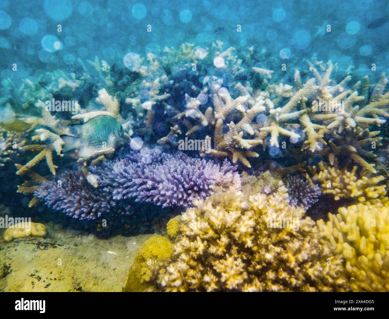 Ein lebhaftes Unterwasser-Korallenriff mit verschiedenen Korallenarten, mit einer Vielzahl von Farben und Texturen. Stockfoto