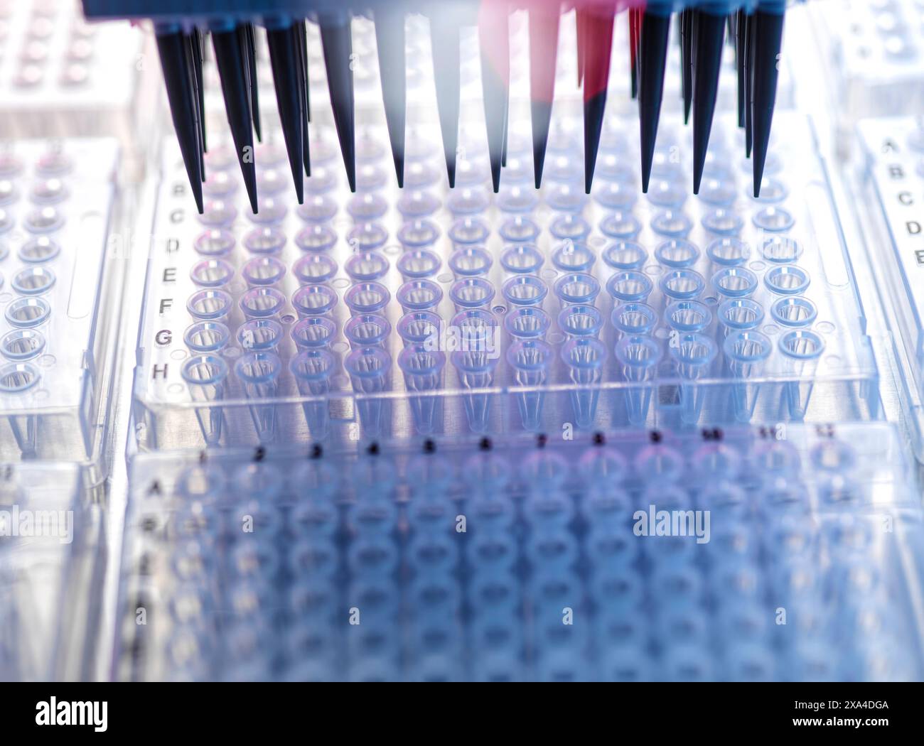 Mehrkanalpipetten zur Abgabe von Proben in eine 96-Well-Mikrotiterplatte für Laboranalysen. Stockfoto