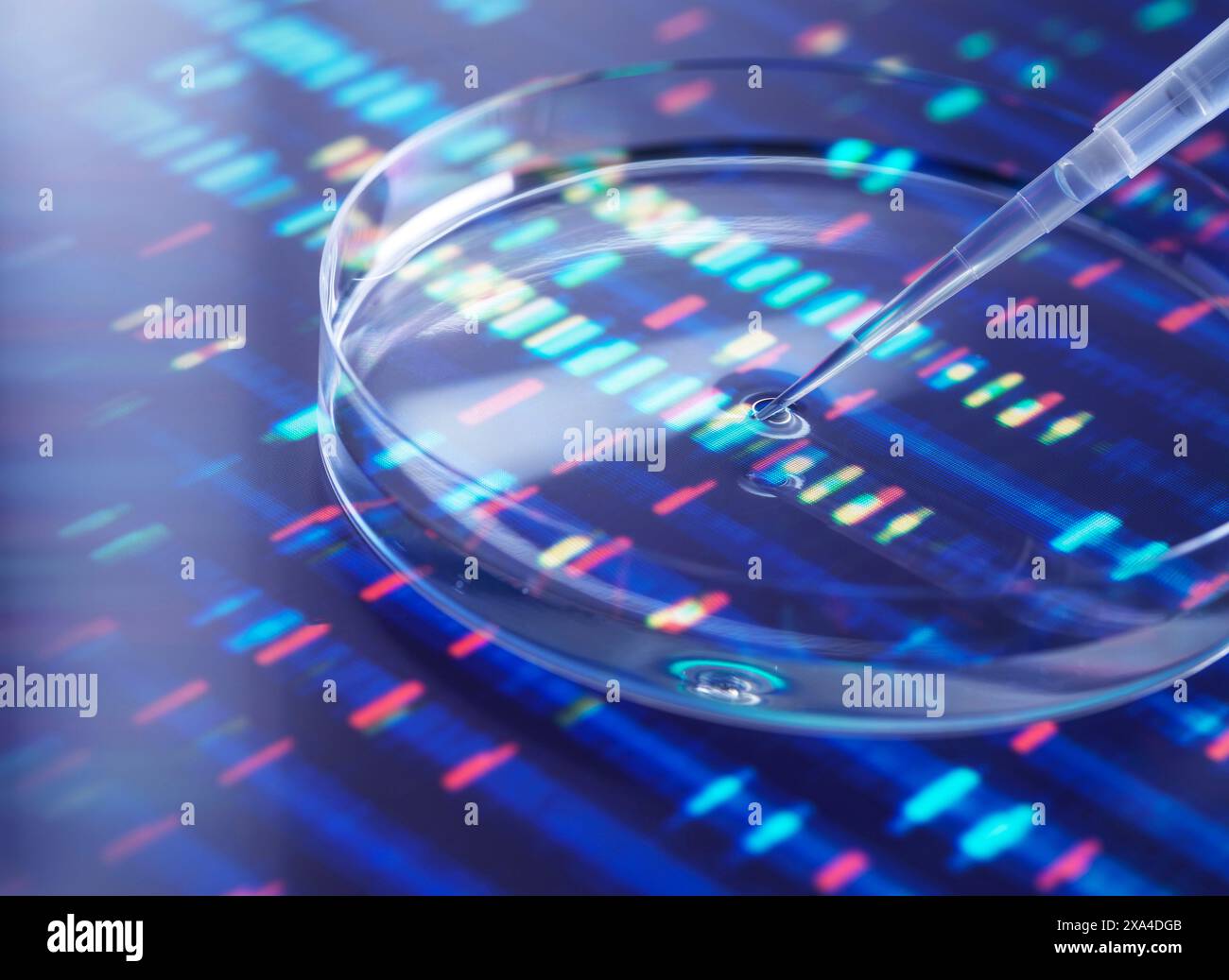 Nahaufnahme einer Pipette, die eine Probe auf eine Petrischale mit einem bunten DNA-Sequenzierungsgel im Hintergrund tropft. Stockfoto