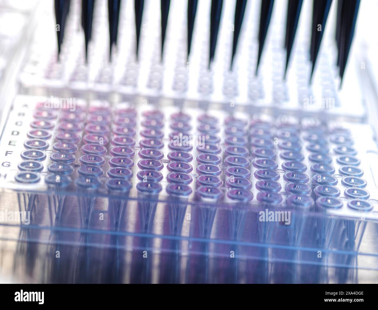Mikrotiterplatte mit Proben und Pipettenspitzen, die in einem wissenschaftlichen Labor für Forschung oder medizinische Tests verwendet werden. Stockfoto